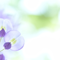 NIKON(ニコン)のレンズ Ai Nikkor ED 180mm F2.8S で撮影した写真(画像