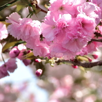 【作例あり】風景から人物をこれ1本♪Nikon AF-S 18-140mm VR NIKON(ニコン)のレンズ AF-S DX NIKKOR 18-140mm f/3.5-5.6G ED VR で