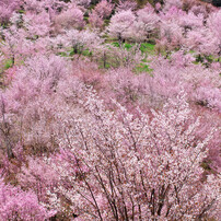 SIGMA(シグマ)のレンズ APO 50-150mm F2.8 II EX DC HSM (ペンタックス