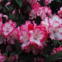 SIGMA(シグマ)のデジタルカメラSIGMA DP1 Merrill で撮影した写真(画像