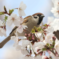 CANON(キヤノン)のレンズ EF300mm F2.8L IS II USM で撮影した写真