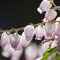 SIGMA(シグマ)のレンズ APO 70-300mm F4-5.6 DG MACRO (ﾍﾟﾝﾀｯｸｽ AF) で