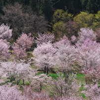 SIGMA(シグマ)のレンズ APO 50-150mm F2.8 II EX DC HSM (ペンタックス