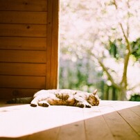 PENTAX(ペンタックス)のフィルムカメラASAHI PENTAX SPF で撮影した