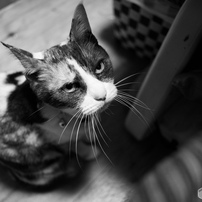 CANON(キヤノン)のレンズ EF28mm F2.8 で撮影した写真(画像)一覧- 写真