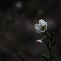 OLYMPUS(オリンパス)のレンズ M.ZUIKO DIGITAL ED 14-150mm F4.0-5.6