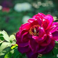 NIKON(ニコン)のレンズ NIKKOR Z MC 50mm f/2.8 で撮影した写真(画像