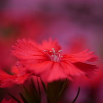 PANASONIC(パナソニック)のレンズ LEICA DG MACRO-ELMARIT 45mm/F2.8