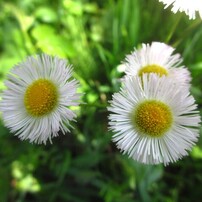 CANON(キヤノン)のデジタルカメラIXY 600F で撮影した写真(画像)一覧