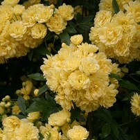 CANON(キヤノン)のデジタル一眼EOS 10D DIGITAL で撮影した写真(画像