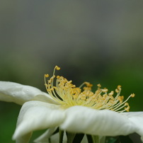 FUJIFILM(富士フイルム)のレンズ フジノンレンズ XF80mmF2.8 R LM OIS