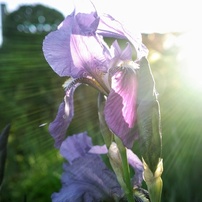 SIGMA(シグマ)のデジタルカメラSIGMA DP1 Merrill で撮影した写真(画像