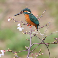 CANON(キヤノン)のレンズ EF300mm F2.8L IS II USM で撮影した写真