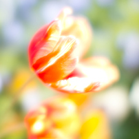 SONY(ソニー)のミラーレス一眼α NEX-3A で撮影した写真(画像)一覧