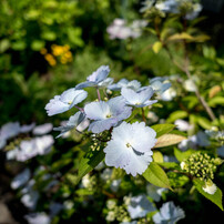 作例有り M.ZUIKO DIGITAL ED 12mm F2.0 682:『OLYMPUS M.ZUIKO DIGITAL ED 12mm F2.0』 | KASYAPA