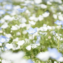 SONY(ソニー)のレンズ FE 35mm F1.8 SEL35F18F で撮影した写真(画像