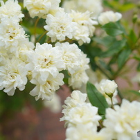 SONY(ソニー)のレンズ Sonnar T* E 24mm F1.8 ZA SEL24F18Z で撮影した