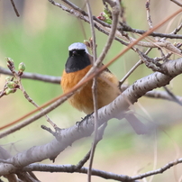 CANON(キヤノン)のレンズ EF300mm F2.8L IS II USM で撮影した写真