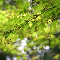 CANON(キヤノン)のデジタル一眼EOS 10D DIGITAL で撮影した写真(画像