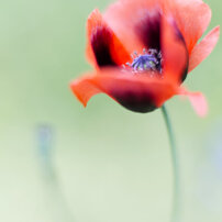 CANON(キヤノン)のレンズ EF50mm F1.4 USM で撮影した写真(画像)一覧