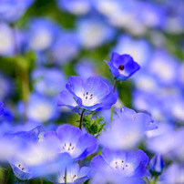 NIKON(ニコン)のレンズ NIKKOR Z 28-400mm f/4-8 VR で撮影した写真