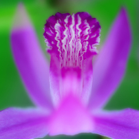 TAMRON(タムロン)のレンズ SP AF60mm F/2 Di II LD [IF] MACRO 1:1