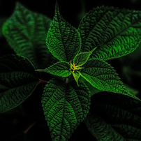TAMRON(タムロン)のレンズ SP AF60mm F/2 Di II LD [IF] MACRO 1:1