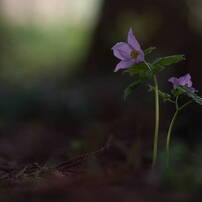 CANON(キヤノン)のレンズ EF135mm F2L USM で撮影した写真(画像)一覧
