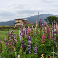 TAMRON(タムロン)のレンズ SP 15-30mm F/2.8 Di VC USD (Model A012