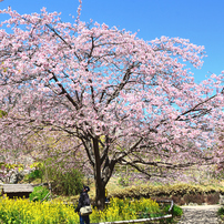 NIKON(ニコン)のデジタル一眼D7000 で撮影した写真(画像)一覧- 写真