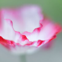 CANON(キヤノン)のレンズ EF50mm F1.4 USM で撮影した写真(画像)一覧