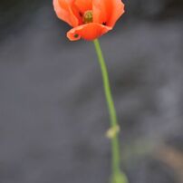 SIGMA(シグマ)のレンズ 18-50mm F2.8 EX DC MACRO HSM (ﾆｺﾝ用) で撮影