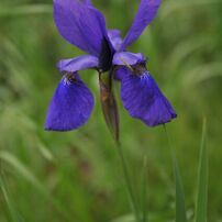 SIGMA(シグマ)のレンズ 18-50mm F2.8 EX DC MACRO HSM (ﾆｺﾝ用) で撮影