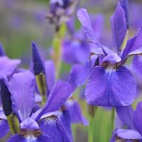 SIGMA(シグマ)のレンズ 18-50mm F2.8 EX DC MACRO HSM (ﾆｺﾝ用) で撮影