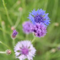 SIGMA(シグマ)のレンズ 18-50mm F2.8 EX DC MACRO HSM (ﾆｺﾝ用) で撮影
