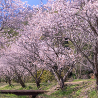 春の小川 by Kiyo68 （ID：13486601） - 写真共有サイト:PHOTOHITO