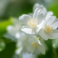 SAMYANG(サムヤン)のレンズ 85mm F1.4 AS IF UMC [ニコンZ用] で撮影