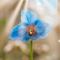 TAMRON(タムロン)のレンズ SP AF90mm F/2.8 Di MACRO 1:1 (Model272E