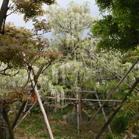 TAMRON(タムロン)のレンズ SP 15-30mm F/2.8 Di VC USD (Model A012