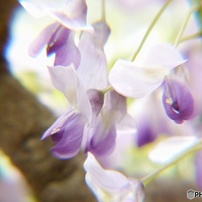 PANASONIC(パナソニック)のデジタルカメラLUMIX DMC-FZ100 で撮影した