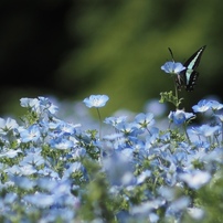 CANON(キヤノン)のレンズ EF135mm F2.8 で撮影した写真(画像)一覧