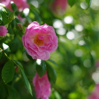PENTAX(ペンタックス)のレンズ smc PENTAX-DA 50mmF1.8 で撮影した写真
