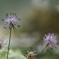 CANON(キヤノン)のレンズ EF135mm F2.8 で撮影した写真(画像)一覧