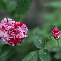 SONY(ソニー)のレンズ FE 50mm F1.2 GM SEL50F12GM で撮影した写真