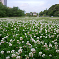 PANASONIC(パナソニック)のレンズ LUMIX G 14mm/F2.5 ASPH. H-H014 で