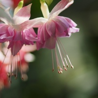 CANON(キヤノン)のレンズ EF135mm F2.8 で撮影した写真(画像)一覧