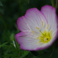 PENTAX(ペンタックス)のレンズ HD PENTAX-DA 35mmF2.8 Macro Limited