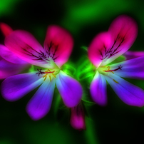 TAMRON(タムロン)のレンズ SP AF60mm F/2 Di II LD [IF] MACRO 1:1