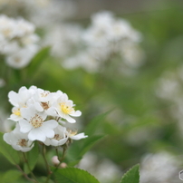 CANON(キヤノン)のレンズ EF50mm F1.8 II で撮影した写真(画像)一覧