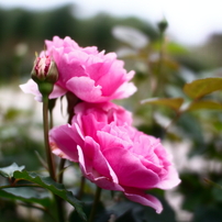 CANON(キヤノン)のデジタル一眼EOS 70D で撮影した写真(画像)一覧(8